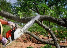 Best Tree Removal  in USA